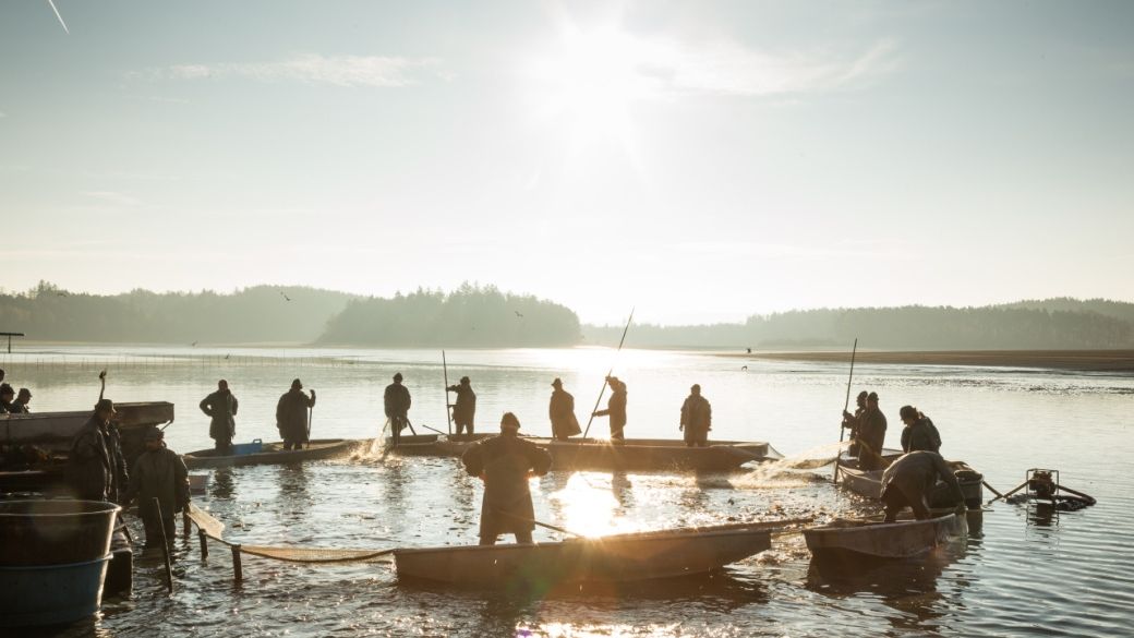 Startují podzimní výlovy. Jihočeští rybáři vyloví krále rybníků i Svět